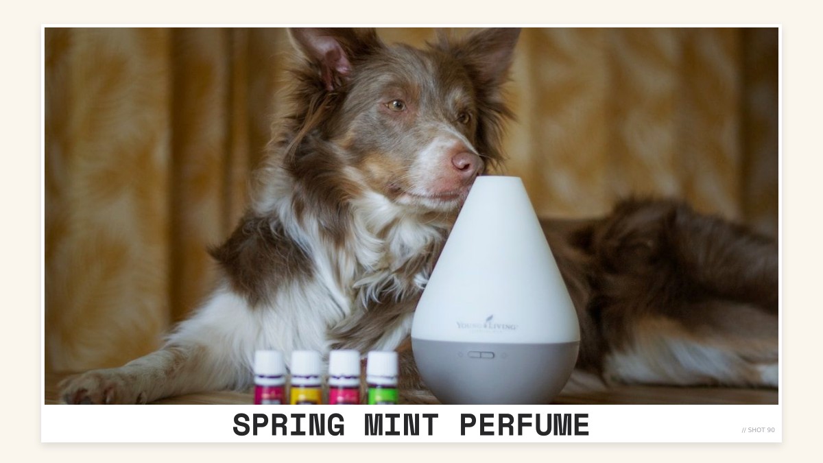 spring mint perfume
